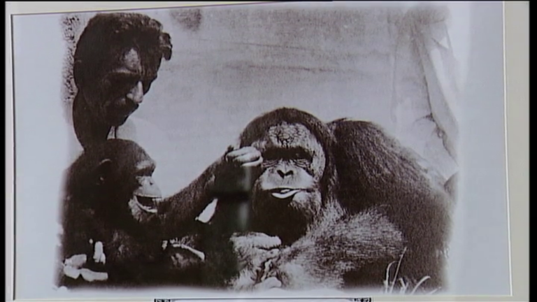 La Casa Amarilla, pionera mundial en el estudio de primates, atisba su renacer