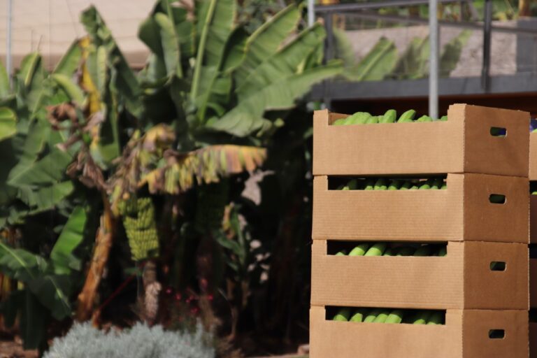 Agricultura abona 74,8 millones de ayudas a productores de plátano y tomate