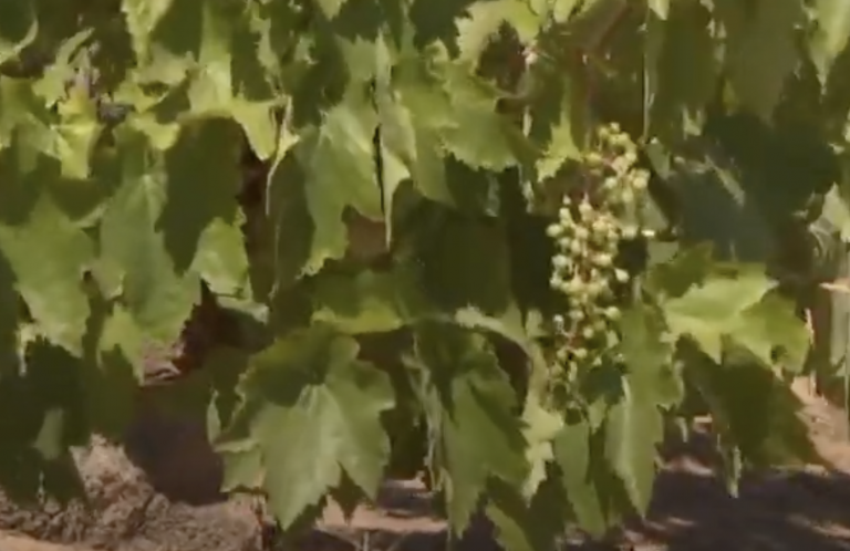 ‘Majorera’, una nueva cepa de uva que podría dar buen vino