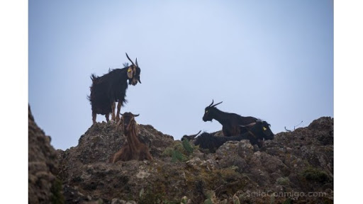 Colectivos animalistas en contra de matar a tiros animales asilvestrados