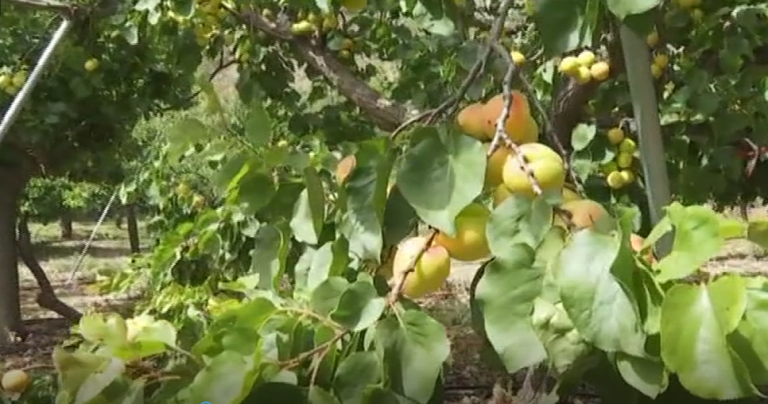 El calor deja las primeras consecuencias en Gran Canaria