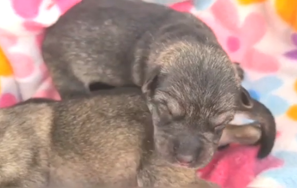 Denunciado un nuevo caso de maltrato animal en El Hierro