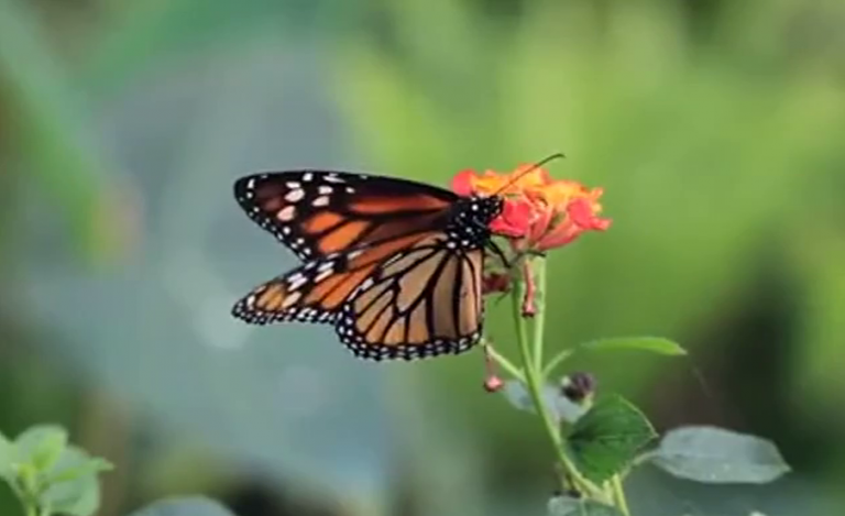 La mariposa monarca quiere recuperar su trono en las islas