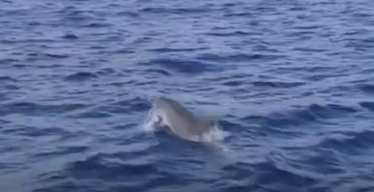La Gomera, lugar patrimonio de ballenas