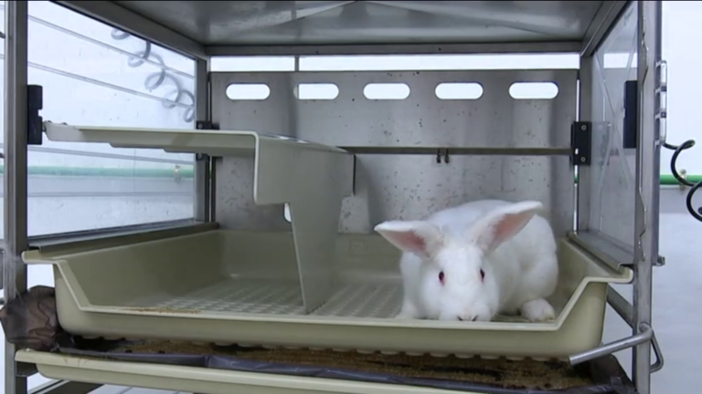 En busca de alternativas que eviten el uso de animales en la investigación