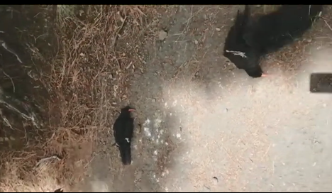  Evolucionan las grajas La Palma