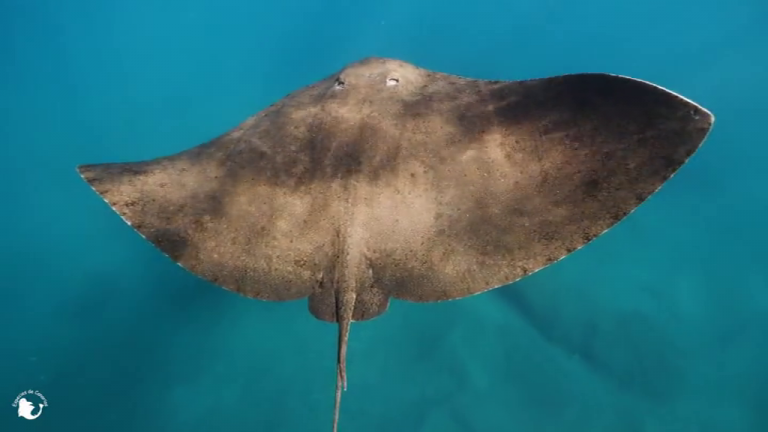 Las mantelinas vuelven a las playas de las islas