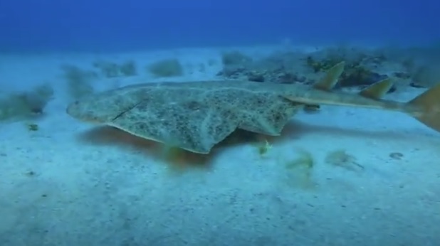 El 70% de los microplásticos encontrados en los peces son de fibras de ropa de la colada