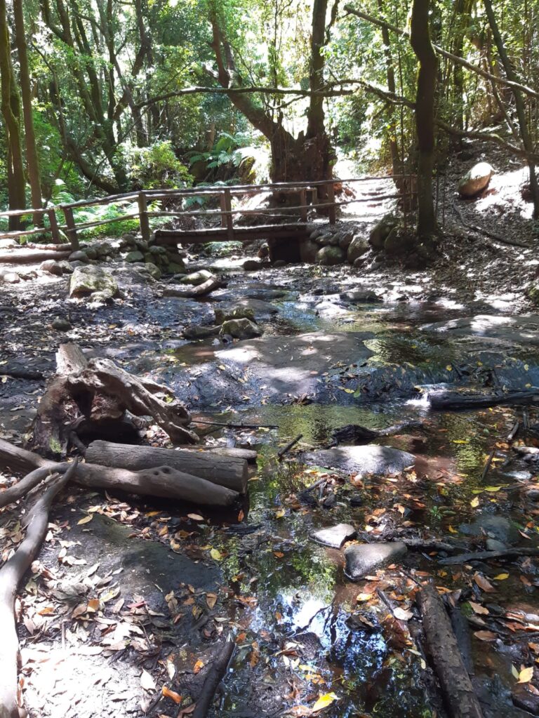 El bosque del Cedro, un viaje en el tiempo y la memoria de La Gomera