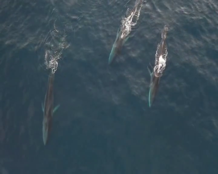 Se detecta una mayor presencia de ballenas en aguas canarias