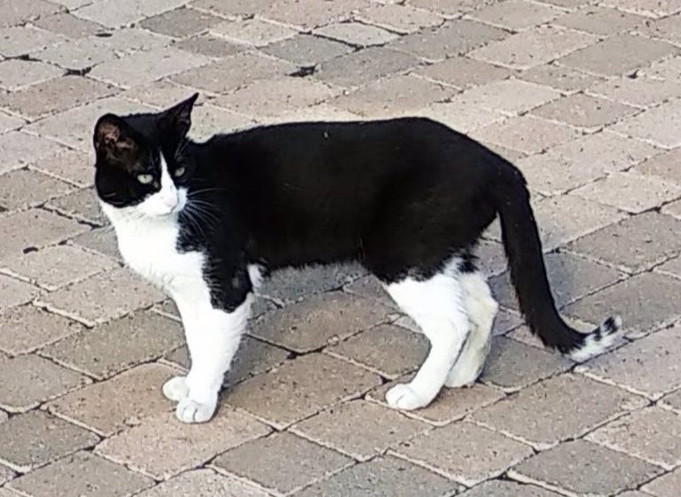 El Ayuntamiento de Santa Cruz de Tenerife esterilizará a los gatos asilvestrados del entorno del parque de Anaga
