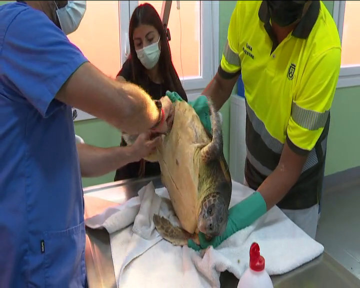 La Tahonilla espera liberar a la tortuga que ingresó en febrero