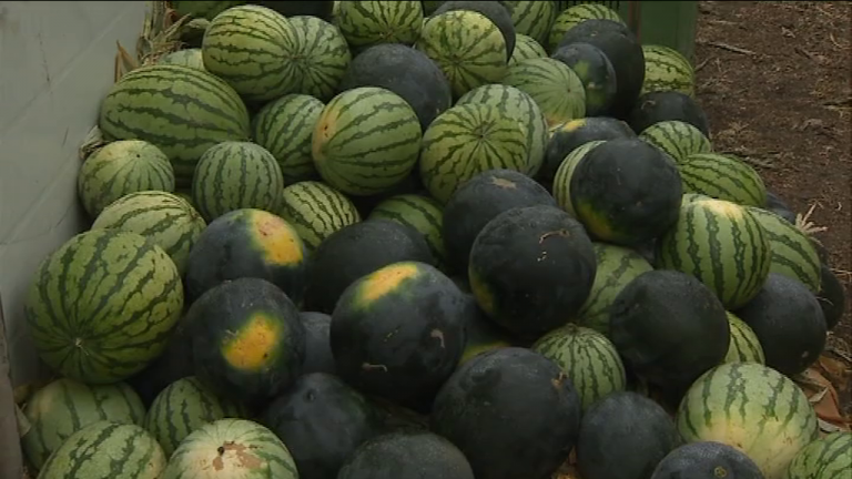 Los 8.000 kilos de sandía se vendieron en tres días