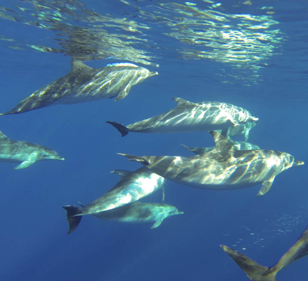 Tras la estela de Moby Dick en aguas de La Gomera