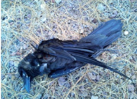 Atentado contra la fauna en La Palma