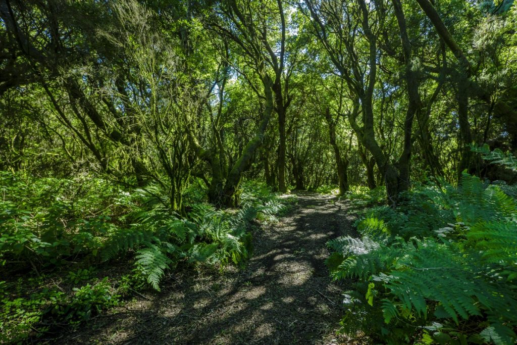 Sendero de La Llanía