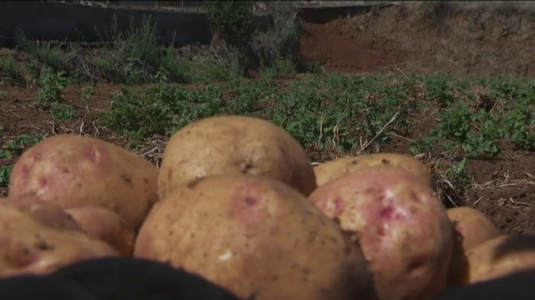 Preocupación por la presencia de escarabajo colorado en papas importadas a Canarias