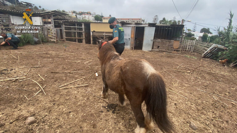 Acusado de maltrato el dueño de un poni