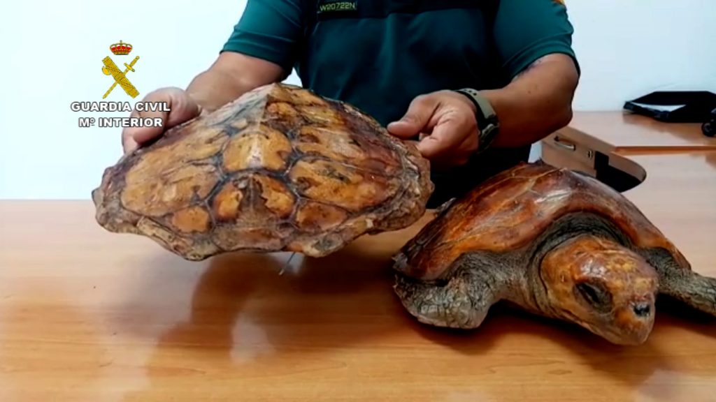 Ejemplar de tortuga boba