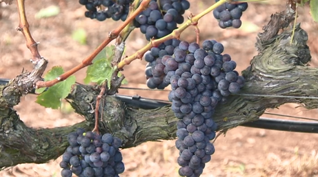 Las 12 uvas, una tradición francesa que llegó a Canarias