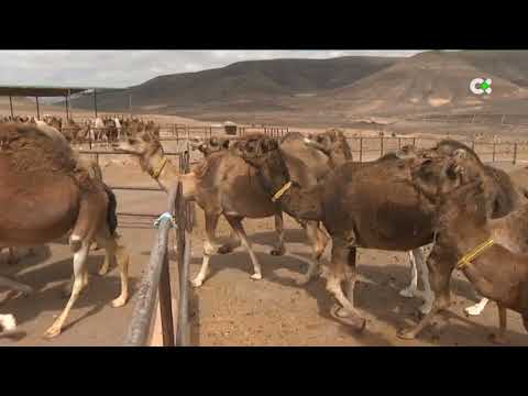 El camello canario está en peligro de extinción