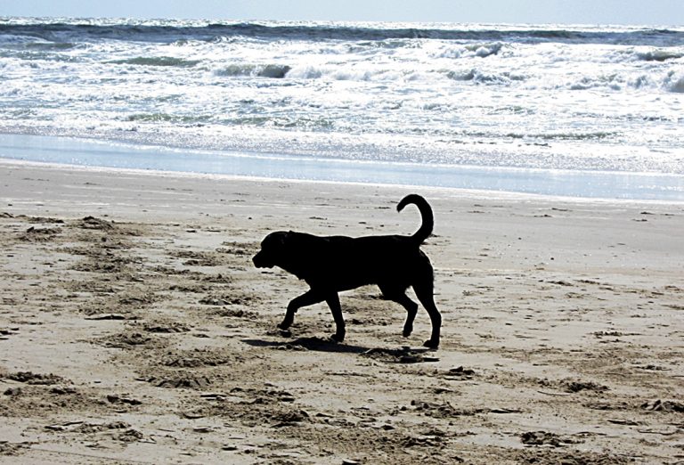 La legislación española deja de considerar a los animales ‘objetos’