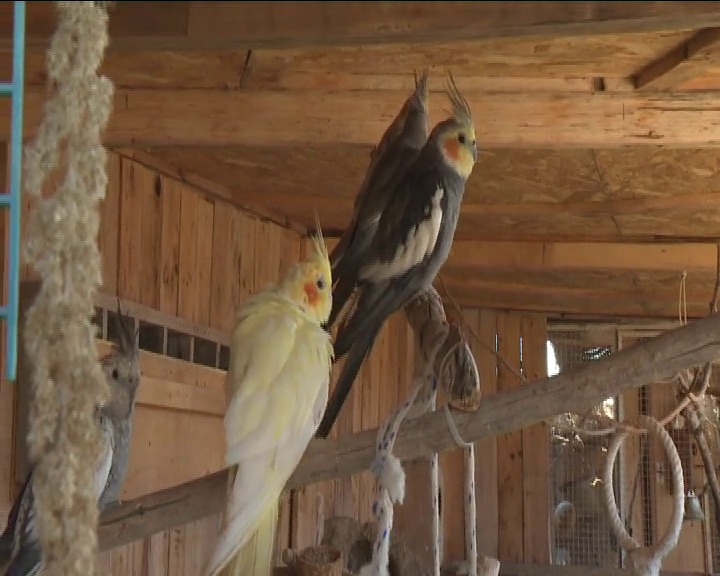 Se crea en el sur de Tenerife un refugio para animales con más de 250 especies