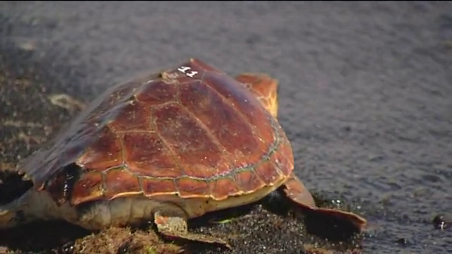 El trabajo diario de un grupo de investigadores para la protección de la fauna marina