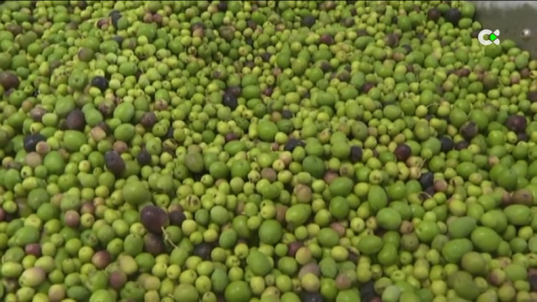 La recogida de la aceituna se adelanta en Canarias