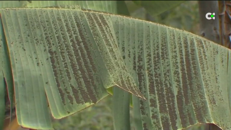 El agua de riego y las plataneras, principales objetivos de la reconstrucción del sector agrícola palmero
