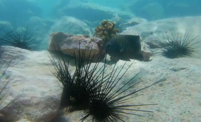 Los microplásticos están afectando a los erizos marinos de la Macaronesia