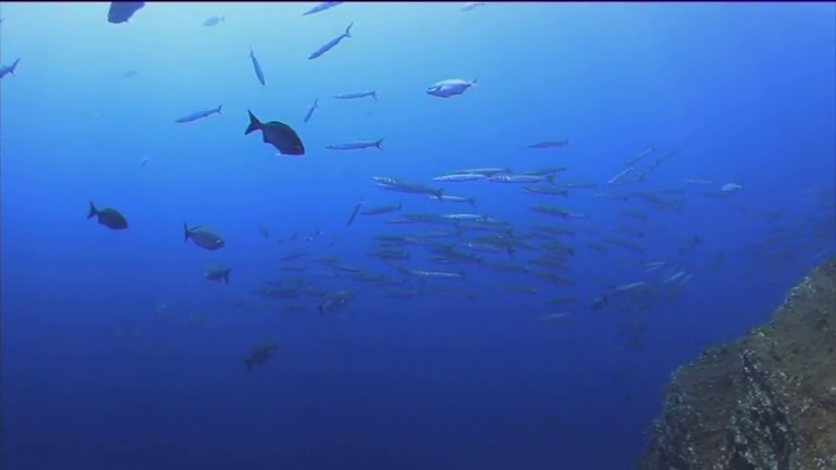 Estudian la creación de un mapa acústico marino en la macaronesia