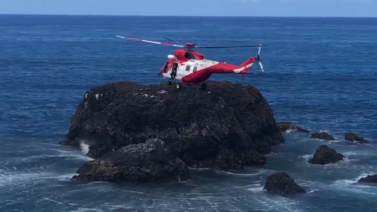 Desarrollan zonas de cría en Gran Canaria para los charranes comunes