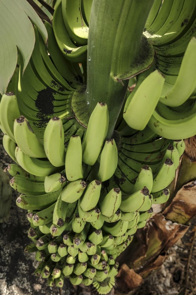 Desaladoras portátiles y buques cisterna para garantizar el riego agrícola