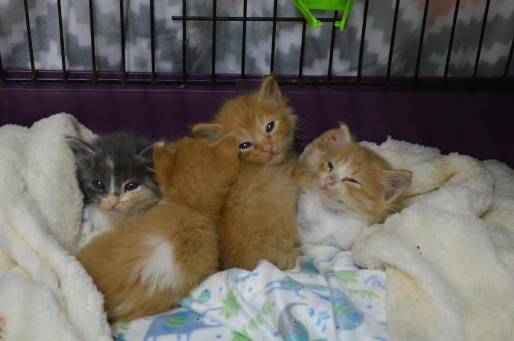 En el caso del albergue, gestionado por la asociación Benawara, se da cobertura a más de 130 animales entre perros, gatos y aves