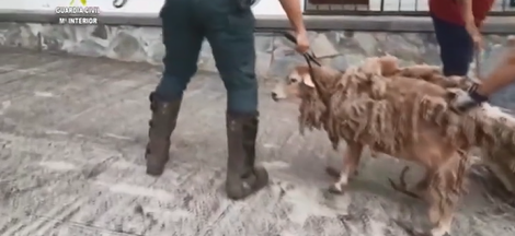 Los animales sufren también las consecuencias de la erupción y muchos de ellos están afectados por la ceniza
