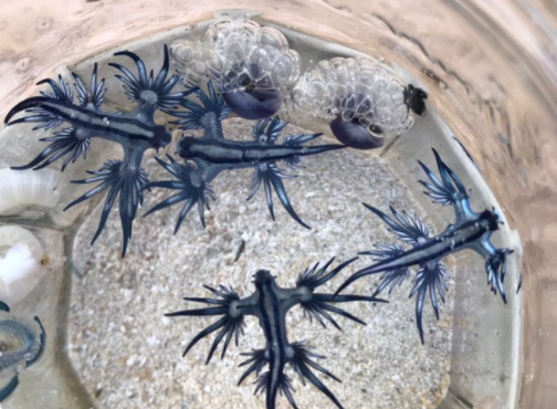 Imagen archivo del dragón azul