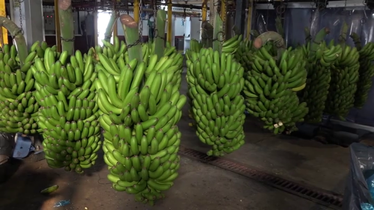 Casi un 30% de los plátanos no son aptos para el empaquetado