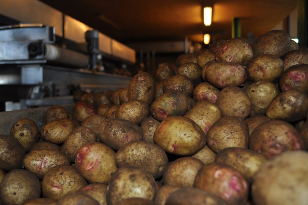 Papas canaria. Imagen ASAGA / Europa Press