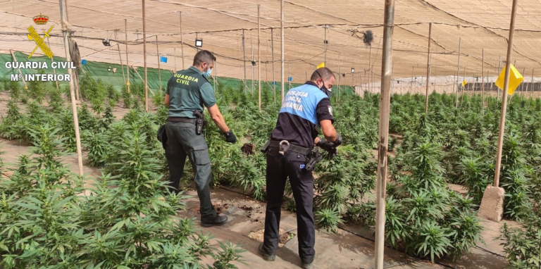 Investigan a un hombre por tener 1.600 plantas de marihuana en un invernadero de La Aldea