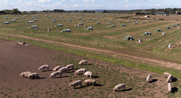 Reino Unido facilitará la llegada de carniceros ante la acumulación de cerdos para sacrificar