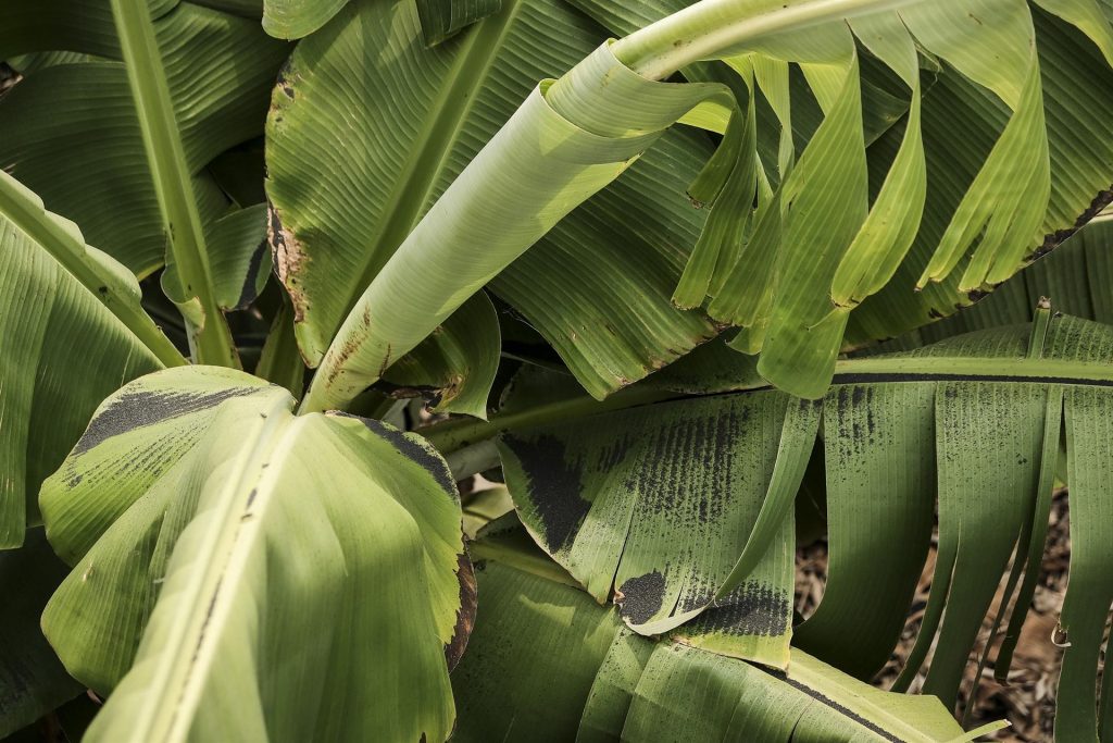 Una platanera cubierta de ceniza en la zona afectada por la erupción volcánica de La Palma. EFE/Ángel Medina