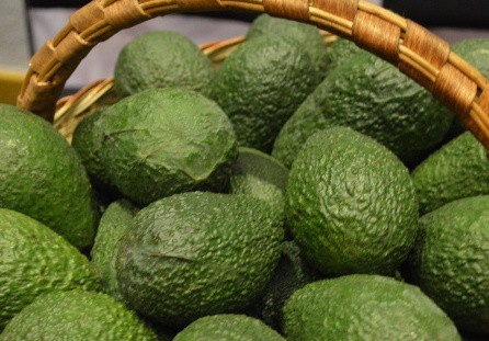 Roban más de 8.000 kilos de aguacates en seis fincas del norte de Tenerife