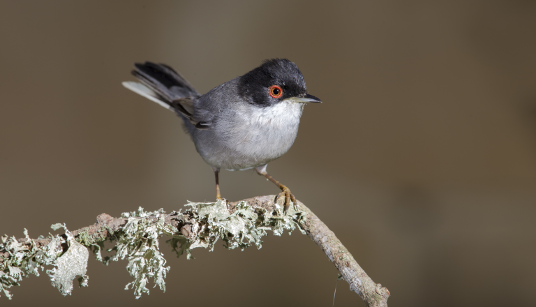 El canto de las aves es menor y menos variado por la disminución de especies