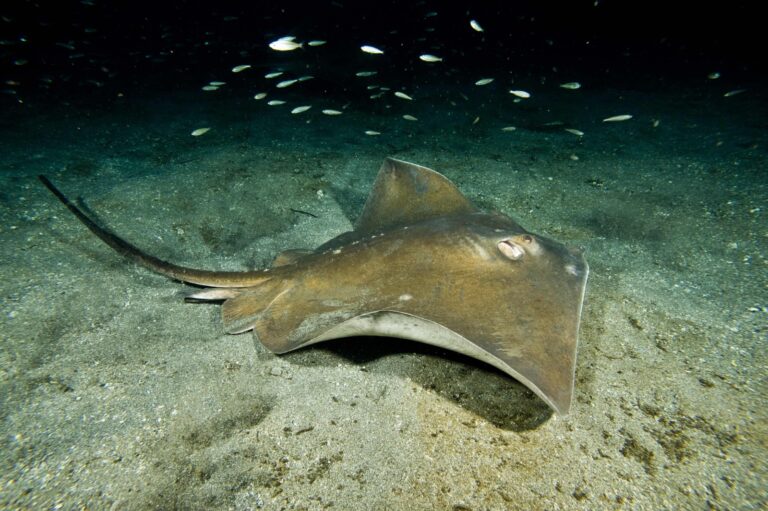 Un estudio de la ULPGC diferencia por islas la conservación de los batoideos