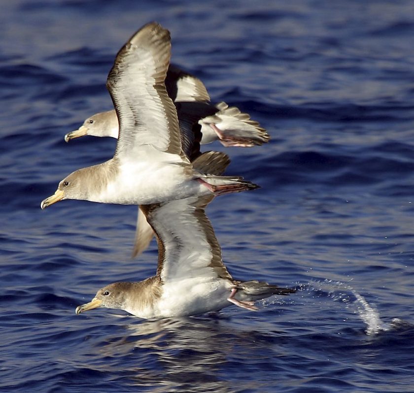 La Corriente de las Islas Canarias, entre las futuras 20 primeras Áreas Marinas Protegidas de Alta Mar