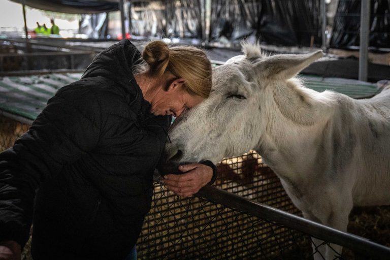 Pacma reclama la creación de centros de acogida para animales en La Palma