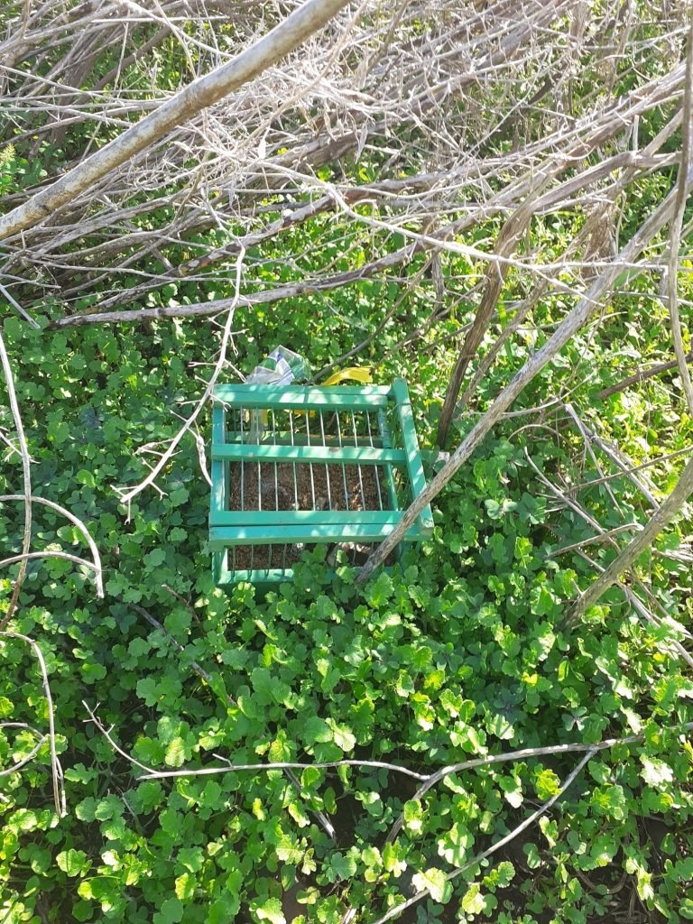 Retiran trampas ilegales para capturar aves silvestres en Tenerife