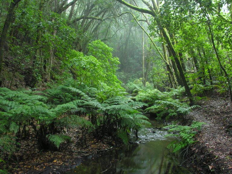 Los parques naturales canarios celebran el Día Europeo de los Parques pero advierten de sus riesgos