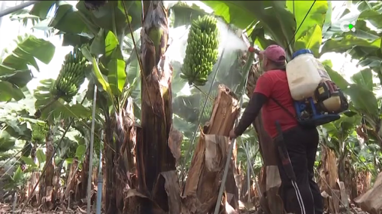 Caravana protesta de los agricultores en La Palma